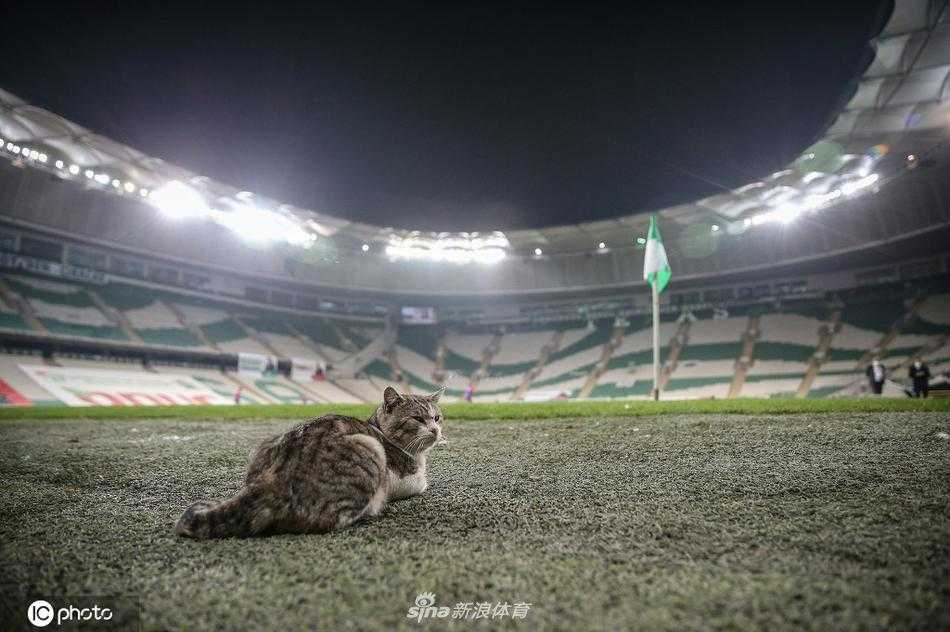 一只毛色鲜亮的猫咪端坐在绿茵场上，目光炯炯有神地凝视着远方，身后是巨大的球场看台，仿佛一位专业的球赛评论员