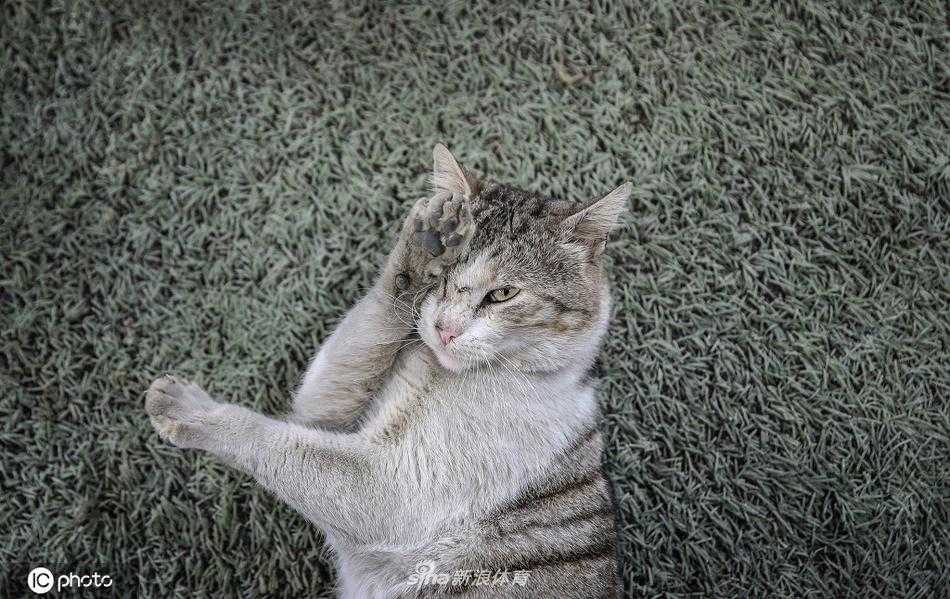 猫咪后腿微屈坐在草坪上，好奇地转头望向镜头，胡须微微颤动，眼神中透露出一丝对这场人类热闹赛事的不解与天真