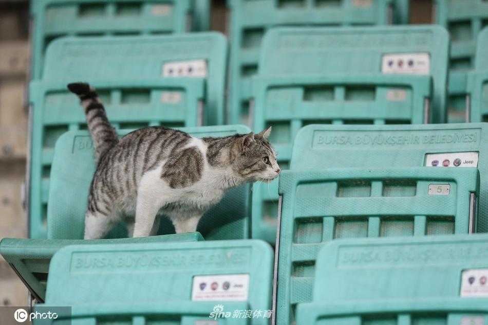 猫咪安静地趴在草皮上，前爪交叠，双眼眯成一条缝，享受着冬日暖阳下的草坪，周围喧嚣的比赛似乎与它无关，尽显慵懒本色