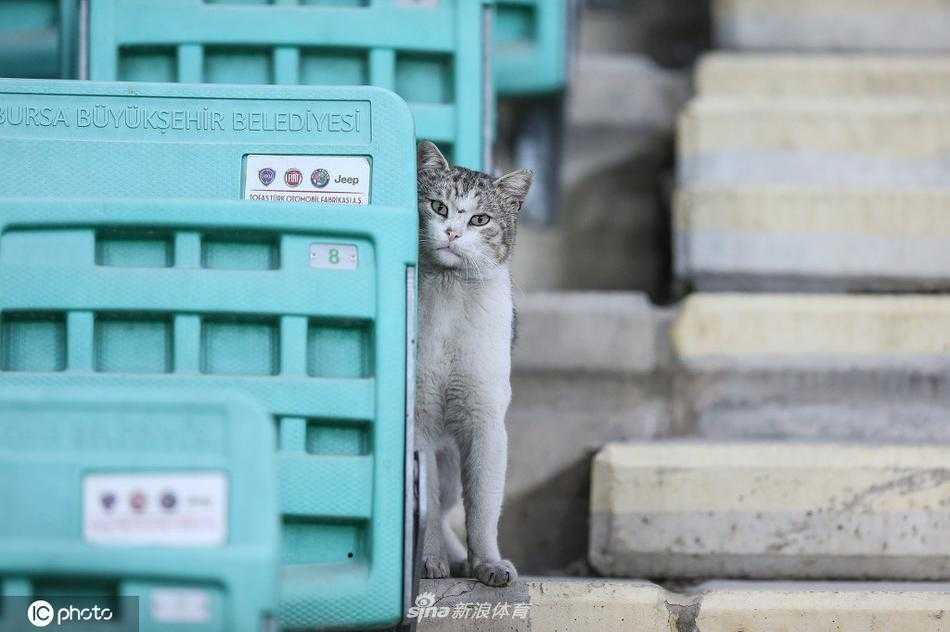 猫咪正抬爪迈步向前走去，姿态轻盈优雅，长长的尾巴翘起，在人工草坪上留下一串可爱的脚印，彷佛在进行一场模特秀