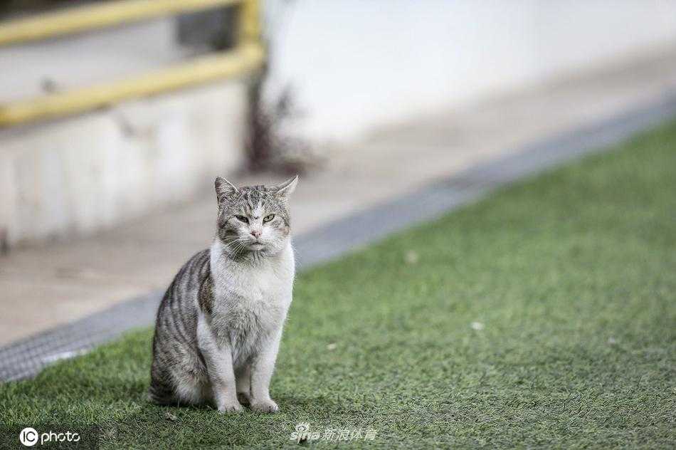 猫咪侧身对着镜头，身体舒展地趴在草坪上，背景是空荡荡的观众席座椅，画面宁静而和谐，仿佛这里本就是它的专属包厢