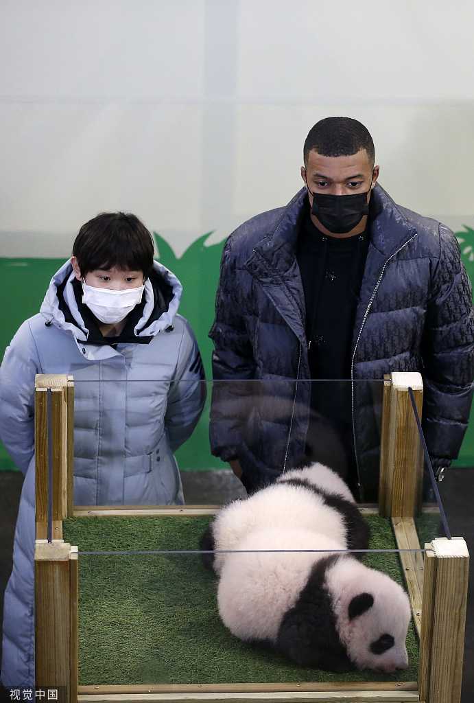 中国奥运跳水冠军张家齐面带微笑，眼神温柔地注视着身旁的大熊猫双胞胎，她作为命名人之一，为这对熊猫宝宝送上了最真挚的祝福