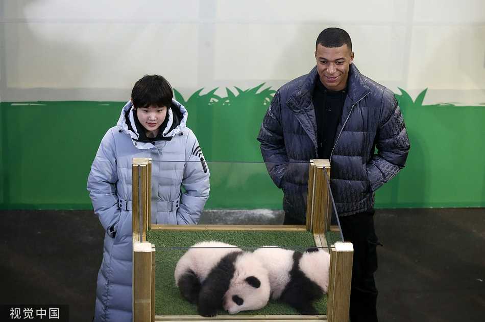 命名仪式现场洋溢着喜庆的气氛，张家齐与姆巴佩共同揭晓名牌，两只熊猫宝宝在透明箱中成为绝对焦点，吸引了千余名嘉宾的目光