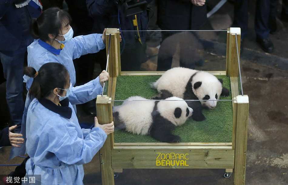 博瓦勒动物园的熊猫馆内装饰着红灯笼与中国元素，姆巴佩在活动现场亲切互动，与张家齐共同见证这一历史性时刻，传递着跨越国界的友谊
